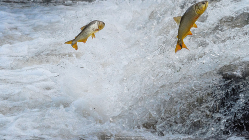 Golden dorado (Salminus brasiliensis) — Bryconidae