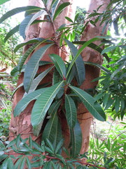 Ficus caballina