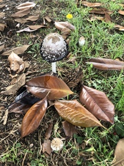 Coprinus comatus
