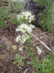 Valeriana californica