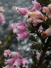 Erica modesta