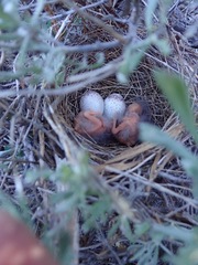 Junco hyemalis thurberi