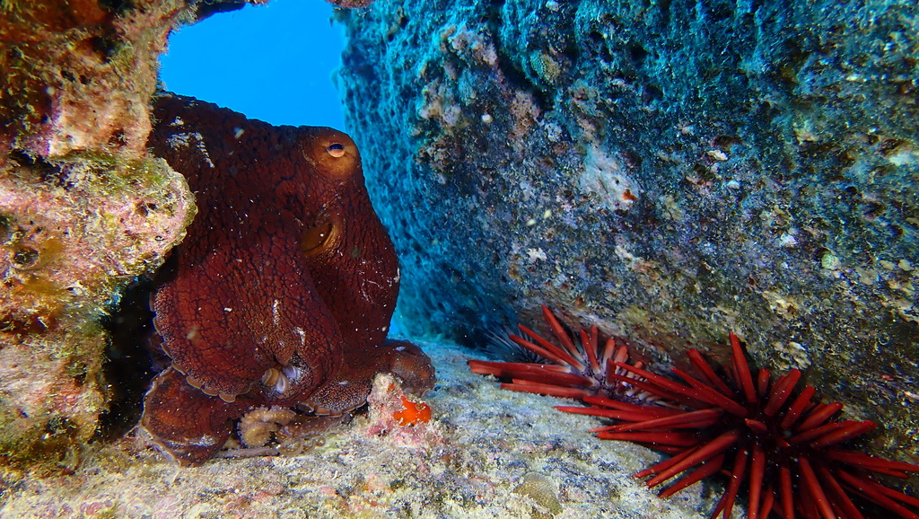 Red day octopus beside a rock and a pencil urchin in Hawaiʻi