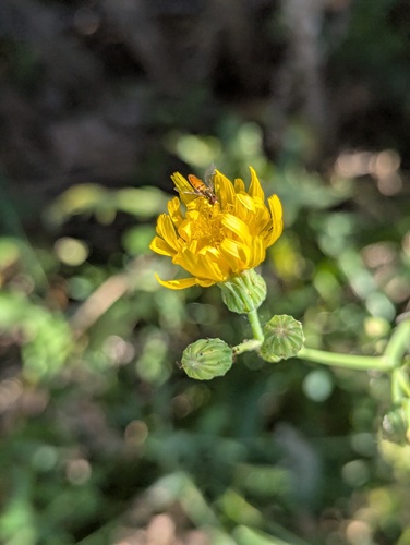 Unknown species found near Lincoln Park, Chicago, IL, USA