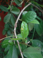 Heliconius charithonia churchi