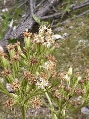 Psacalium sinuatum, photograph author not stated, no rights reserved