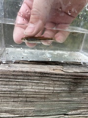 Blacktip Shiner photo 5
