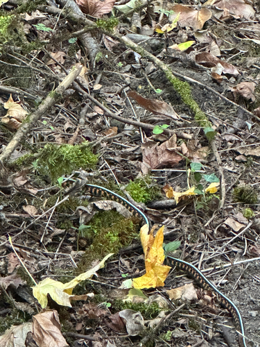 Garter Snake