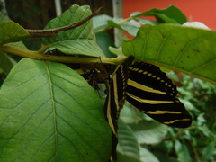 Heliconius charithonia churchi