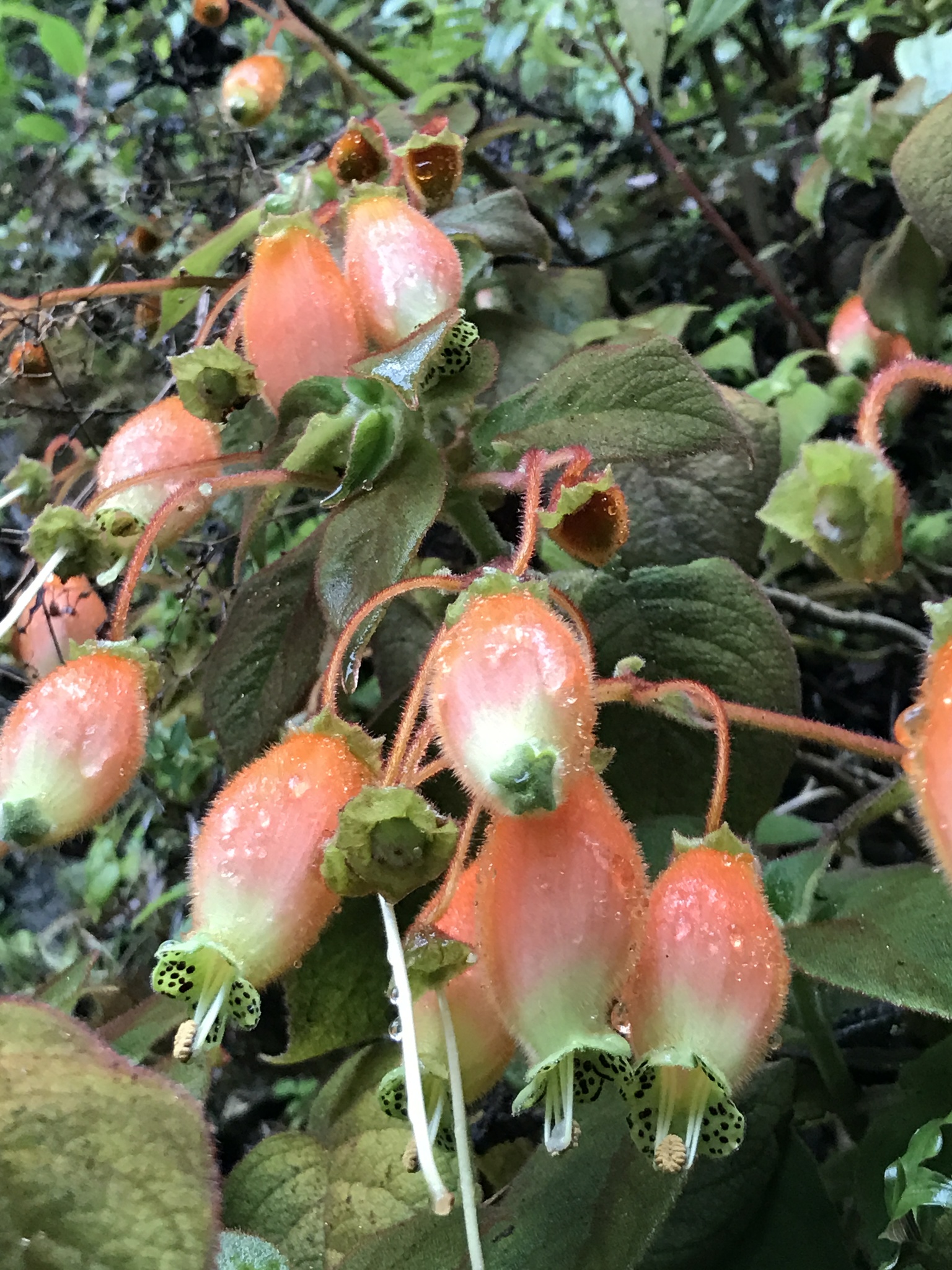 Kohleria affinis image