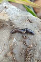 Microplana terrestris