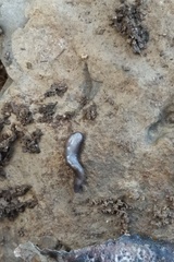 Microplana terrestris