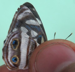 Dynamine postverta mexicana