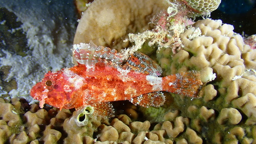 Iracundus signifer, 2025-10-05