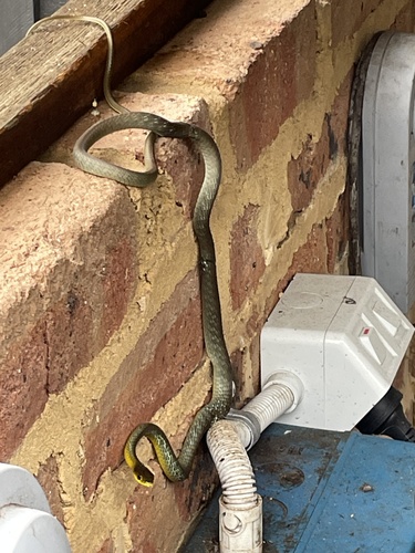 Common Tree Snake sighting