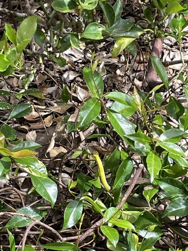 Common Tree Snake sighting