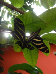 Heliconius charithonia churchi