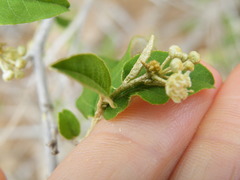 Croton menyharthii
