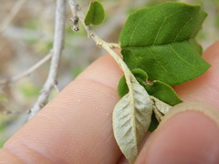 Croton menyharthii
