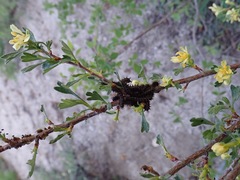 Hemileuca eglanterina