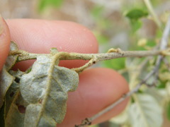 Croton menyharthii