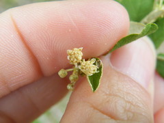 Croton menyharthii