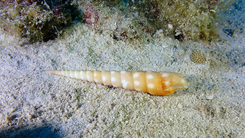 Terebra guttata, 2025-10-05