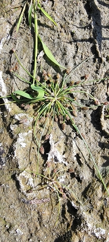 Wright's Spikerush (Eleocharis diandra)