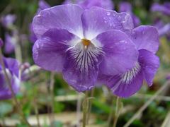 Viola obtusa