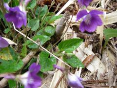 Viola obtusa