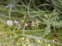 Thalictrum sparsiflorum