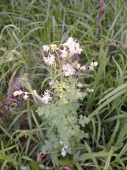 Thalictrum sparsiflorum