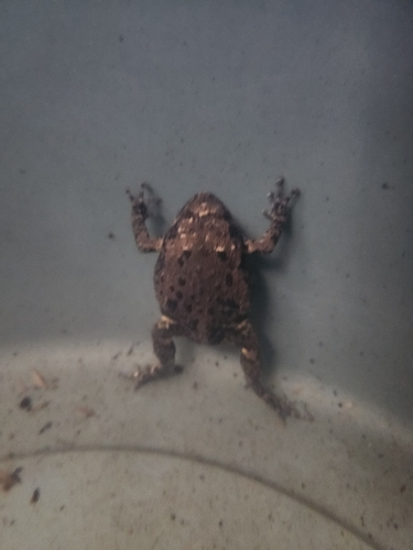 Kaloula baleata
