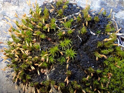 Ptychomitrium gardneri observed 2025-10-05