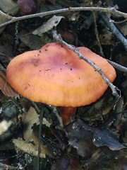 Lactarius atlanticus