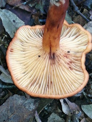 Lactarius atlanticus