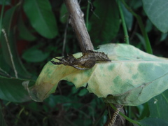 Heliconius charithonia churchi