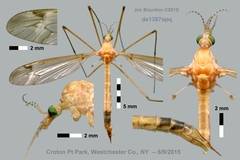 Tipula colei
