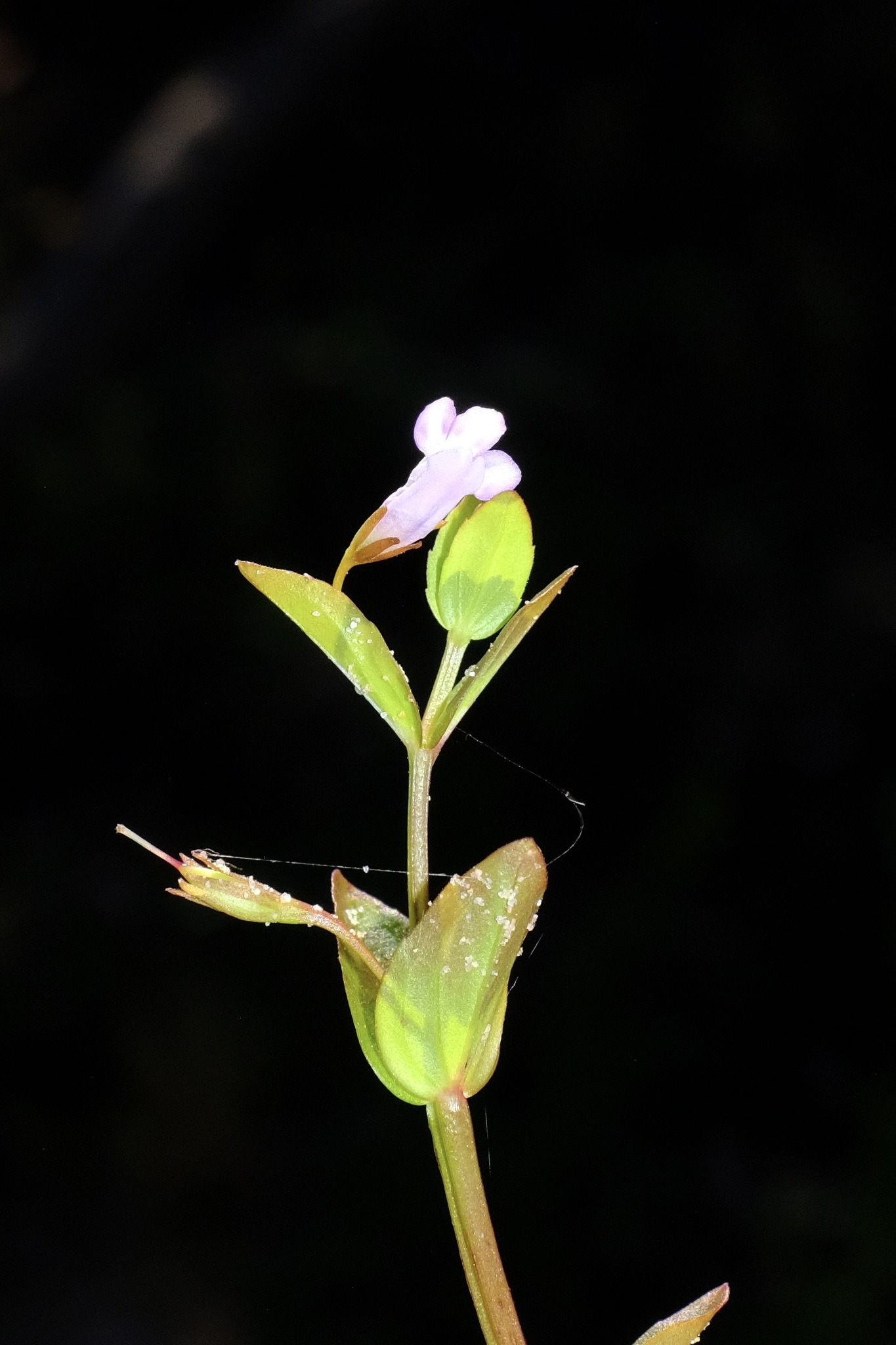 Slender False Pimpernel (Lindernia anagallidea)