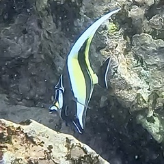 Moorish Idol