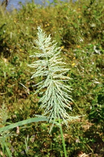 Amazon sprangle-top (Dinebra panicoides)