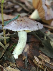 Cortinarius salor