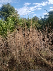 Andropogon cretaceus