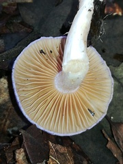 Cortinarius salor