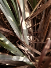 Andropogon cretaceus