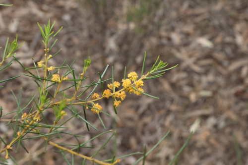 Pinbush Wattle (Acacia pilligaensis)