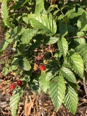 Rubus pinnatus