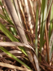 Andropogon cretaceus