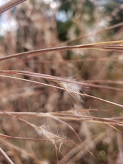 Andropogon cretaceus