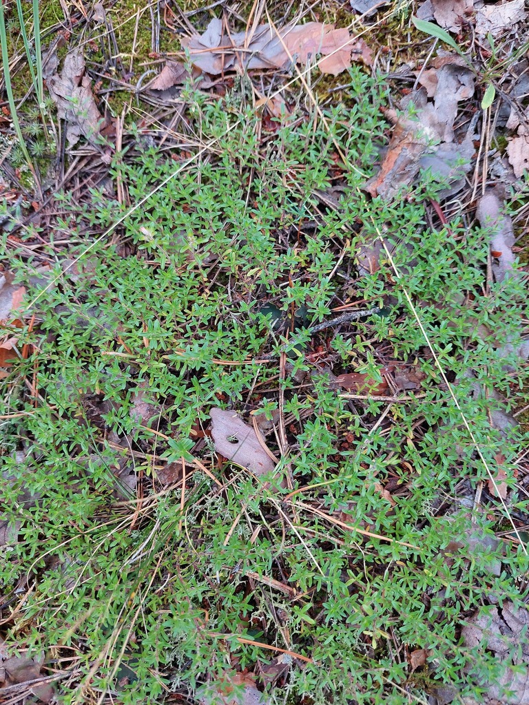 Thymus serpyllum